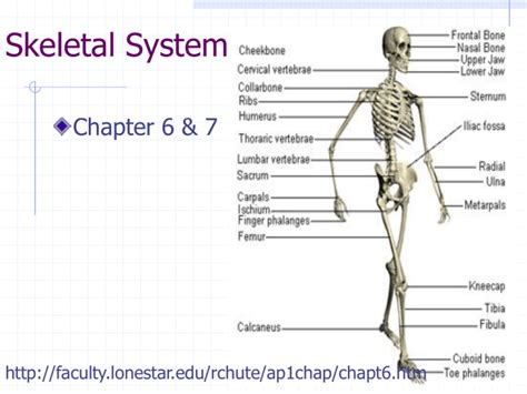 Skeletal System Presentation