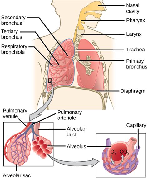 Chapter The Respiratory System Nscc Human Biology