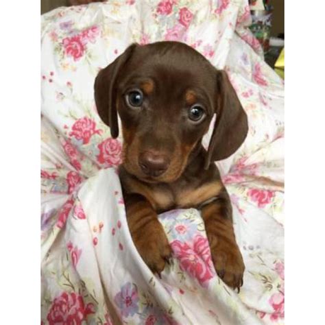 Use the search tool below and browse adoptable dachshunds! 2 Dachshund Puppies in Binghamton, New York - Puppies for ...