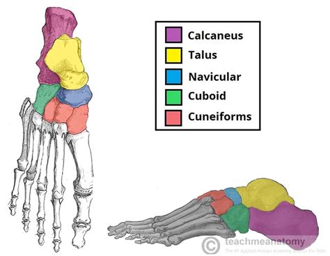 Bones Of The Foot Tarsals Metatarsals Phalanges Teachmeanatomy