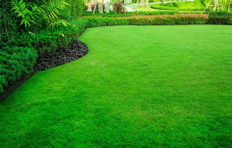 How To Get A Healthy Lawn According To The Experts Challenge Magazine