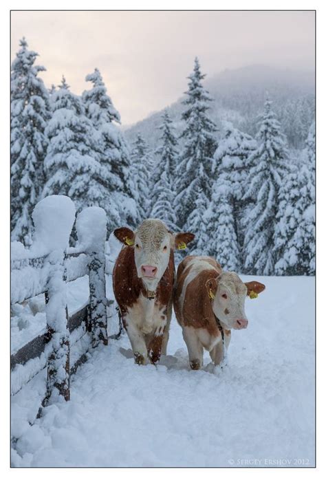 78 Best Images About Winter On Pinterest Outdoor Christmas Snow And