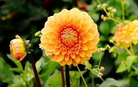 How To Grow Dahlias In Raised Beds Bed Gardening