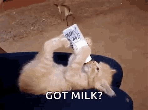 Milk Cat  Milk Cat Drinking Milk Löydä Ja Jaa Ejä