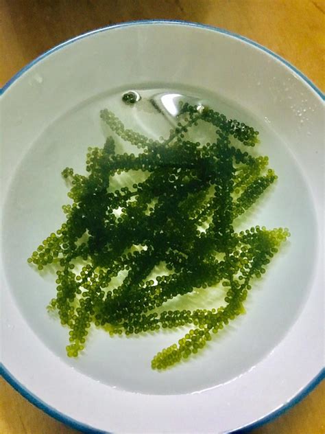 Superfood Seaweed Nutrition And Health Benefits Eat Algae
