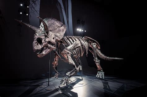 Triceratops Fate Of The Dinosaurs At Melbourne Museum