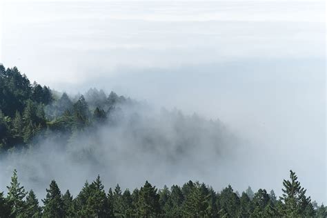 Online Crop Hd Wallpaper Aerial Photography Of Foggy Forest Foggy