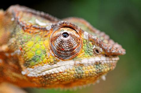 28 Remarkable Reptile Pictures