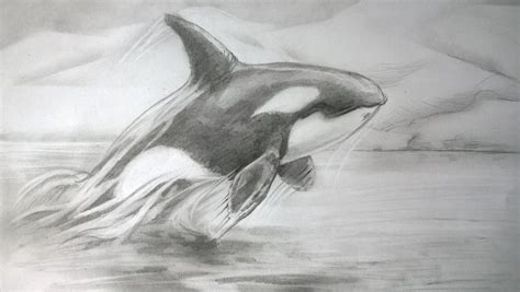 Orca Study 2 By Lineke Lijn On Deviantart
