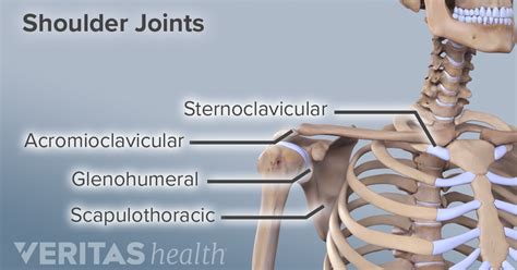 Shoulder Joint Structure Shoulder Joint Joints Anatomy Shoulder