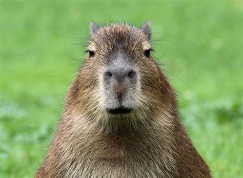 Facts About Capybaras Capybara Baby Capybara Rodents