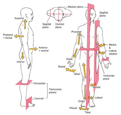 Blank Anatomical Position Diagram Identifying Anatomical Position And