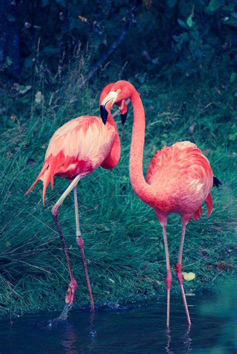 Two Flamingos Are Standing In The Water Next To Some Grass And Bushes