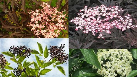 Elderberry Bush Varieties Different Types Of Elderberries Plants