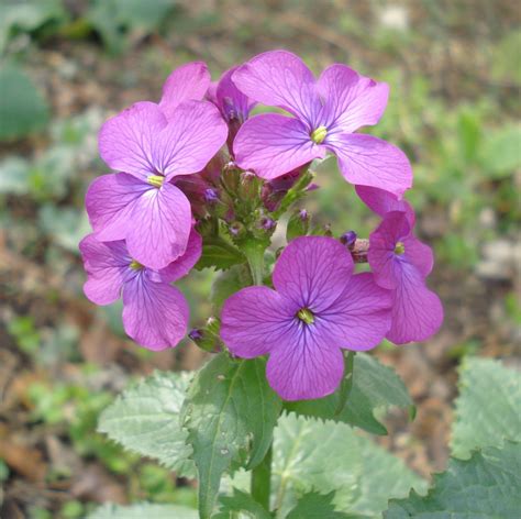 Lunaria Annua Annual Honesty Dollar Plant Honesty Lunaria Money