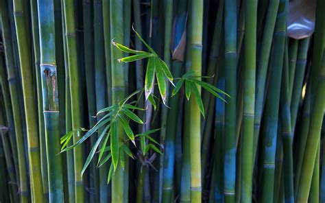 Bamboo HD Wallpapers Top Free Bamboo HD Backgrounds WallpaperAccess