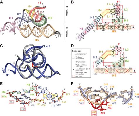 Figure 2 From Structure Of The Complete Bacterial Srp Alu Domain