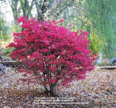 Photo Of The Entire Plant Of Burning Bush Euonymus Alatus Chicago