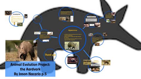 Animal Evolution Project The Aardvark By Jason Nacario