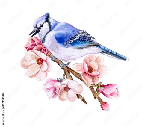 bird blue jay sitting on a flowering spring branch isolated on white background bird on a