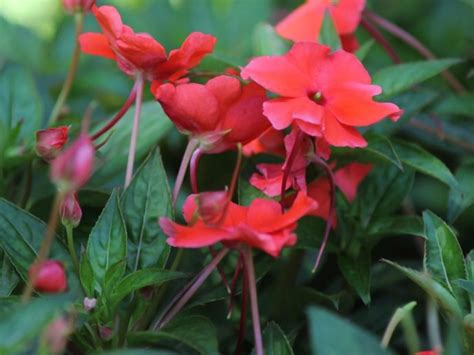 Impatiens Propagation How To Root Impatiens Cuttings