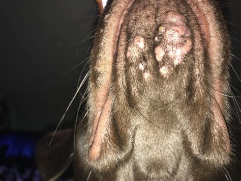 Im Trying To Figure Out What These Bumps Are On My Dog Chin Petcoach