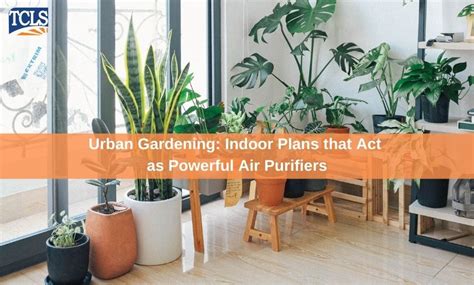 Urban Gardening Indoor Plans That Act As Powerful Air Purifiers Tcls