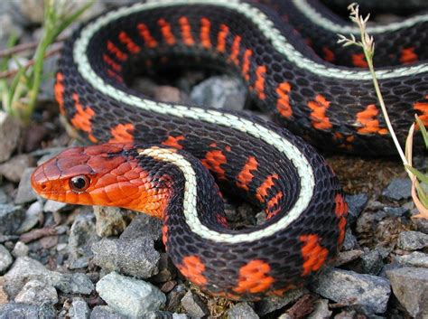 Red Spotted Garter Snake Thamnophis Sirtalis Concinnus Serpientes