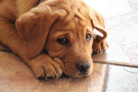 4 Signs That Your Puppy Is Stressed Petland Kansas City