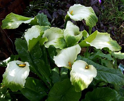 Zantedeschia Aethiopica ‘green Goddess Brians Botanicals