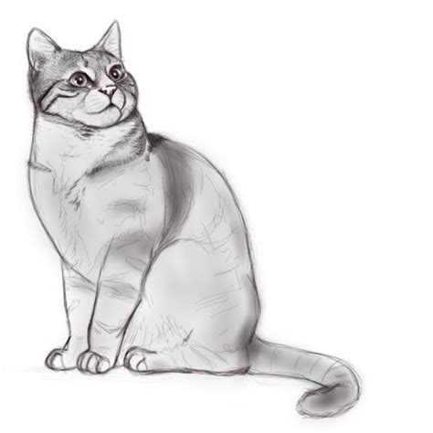 Comment Dessiner Un Chat Artofit