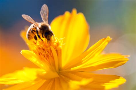 Everyone knows that flowers are essential to bees, but do you know which flowers are best for making honey? 7 Plants to Help Honey Production | Blain's Farm & Fleet Blog