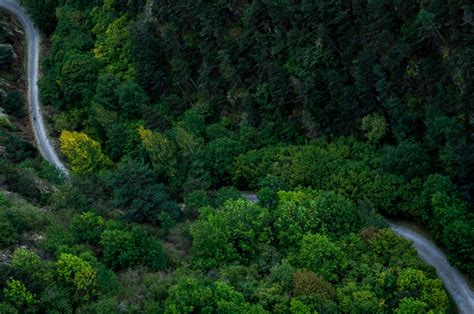 Green Trees On Mountain · Free Stock Photo
