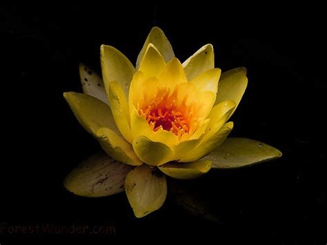 See more about flower, lotus and water lily. Water Lily Flower Macro | Flickr - Photo Sharing!
