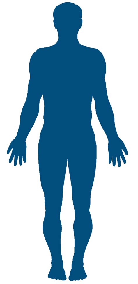 Body Get Human Body Clipart Transparent Background Pictures