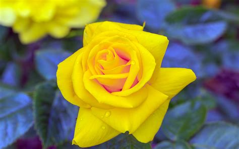 It is not just any survival game. Yellow Rose Wallpapers Images Photos Pictures Backgrounds