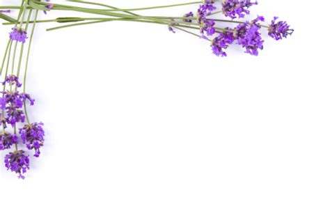 Lavender Frame Stock Photo Download Image Now Istock