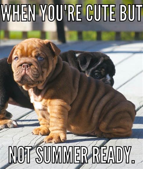 When Youre Cute But Not Summer Ready English Bulldog Meme Bulldog