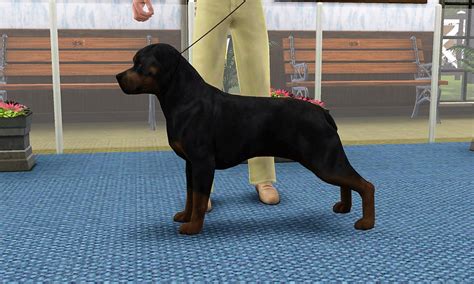 2nd Simnational Level 1 Sims Kennel Club