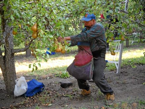 Pear Harvest Stressful But Good Crop The Ukiah Daily Journal