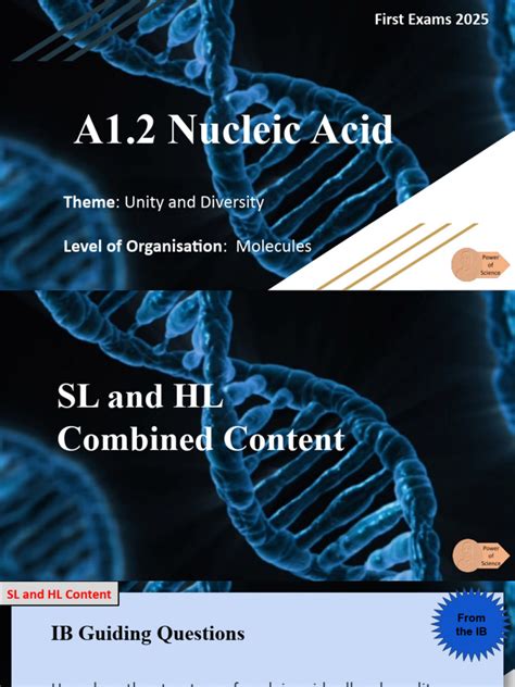 A1 2 Nucleic Acids Pdf Nucleic Acids Dna