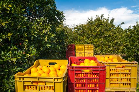 Citrus Crop Forecast Florida All Oranges At 54 Million Boxes Citrus