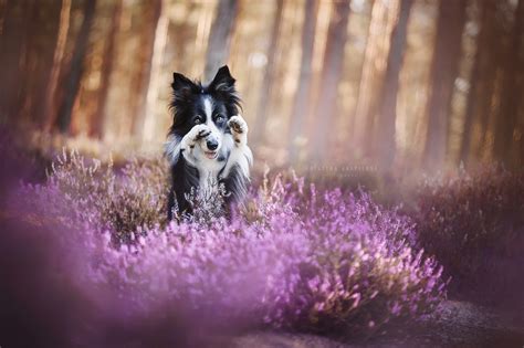 Nature Purple Plants Animals Dog Wallpapers Hd Desktop And Mobile