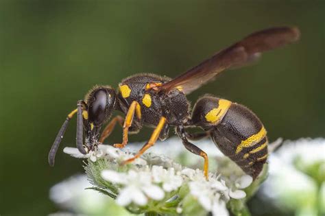Wasps New Scientist