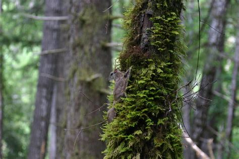 New Species Of Flying Squirrel Found In Pacific Northwest Canadian