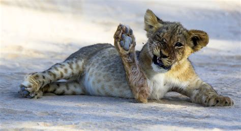 Swats Up Frustrated Lion Cub Pulls Hilarious Expressions As He