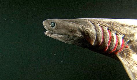 Frilled Shark Shark Week Discovery