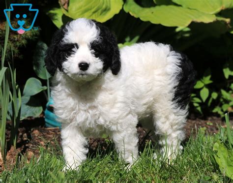 Buy from local sellers or find a new home for your dogs and puppies today. Meg | Aussiedoodle - Mini Puppy For Sale | Keystone Puppies