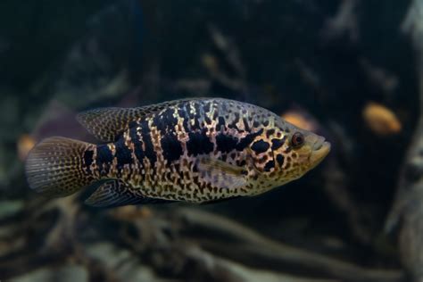 Top Freshwater Monster Fish - Hikari Sales USA