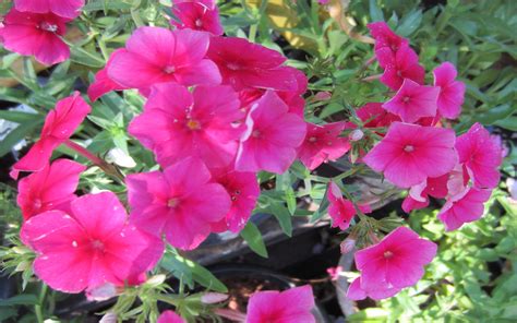 Spring is when the garden starts to wake up and the first signs of the colour come into the. Petunia Is A Popular Annual Flowering Plant Which Can Be ...